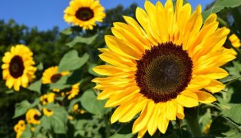 Blooming marvelous – Craft Coop shops to pay-it-forward on 15 May